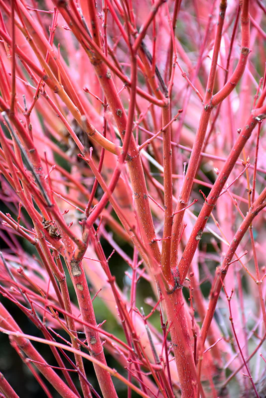 Coral Bark Japanese Maple - Image 3