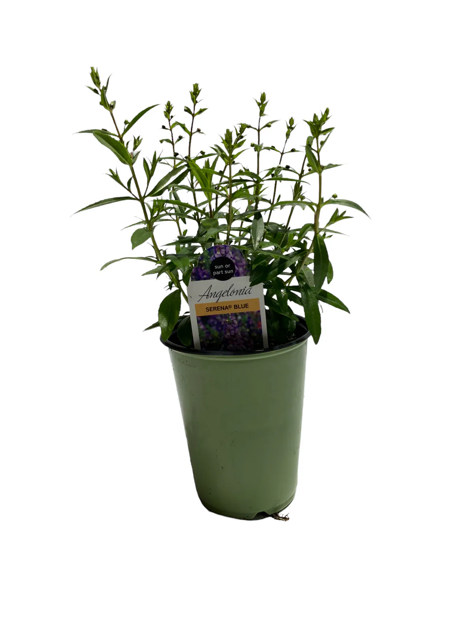 Angelonia - 4 inch - Image 3