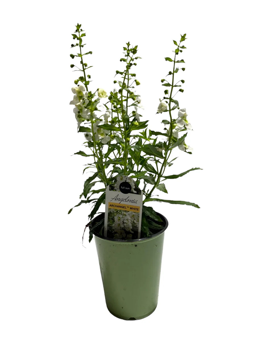 Angelonia - 4 inch - Image 4