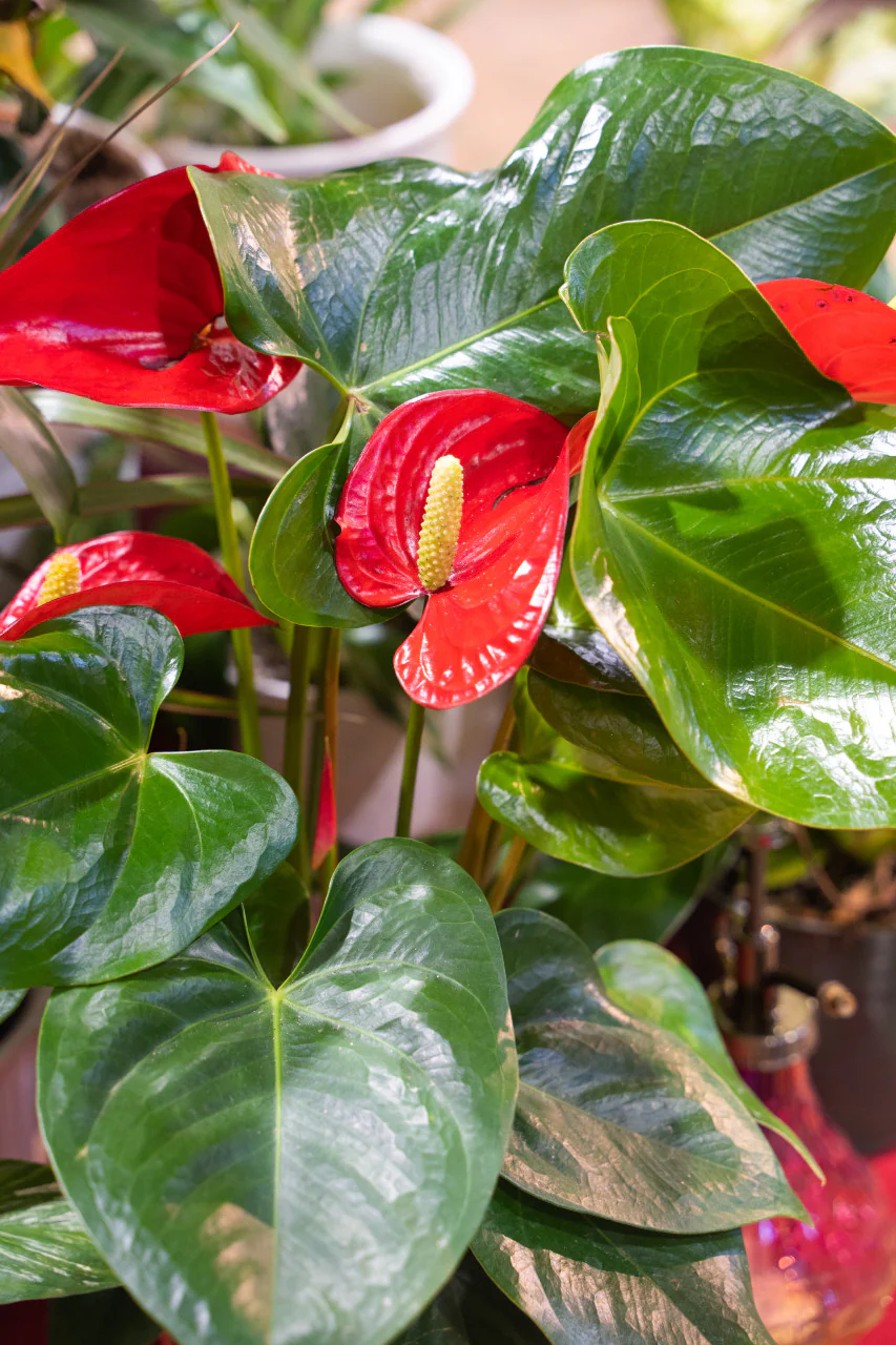 Anthurium Flamino Red Alabama - Image 3