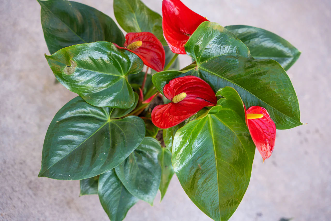 Anthurium Flamino Red Alabama - Image 4