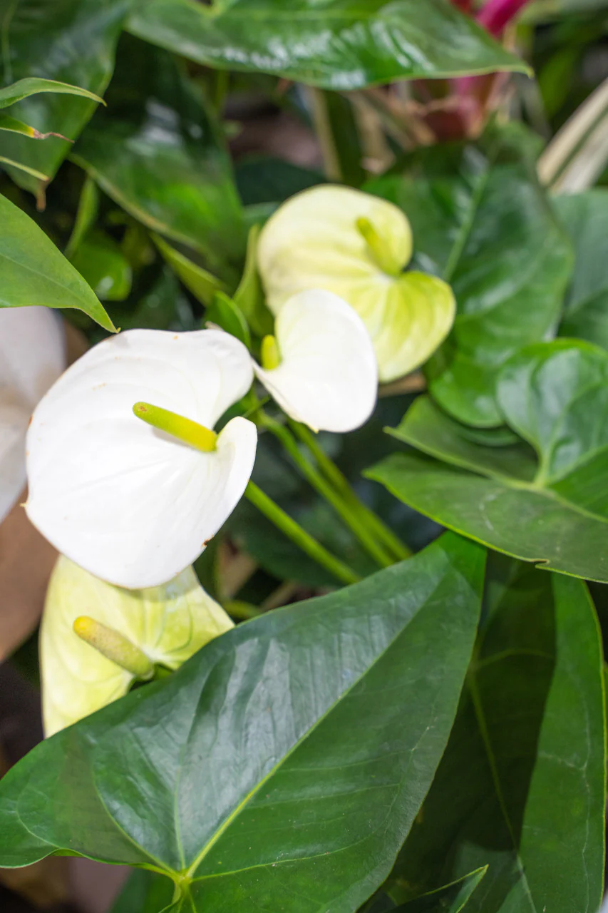 Sierra White Anthurium - Image 3