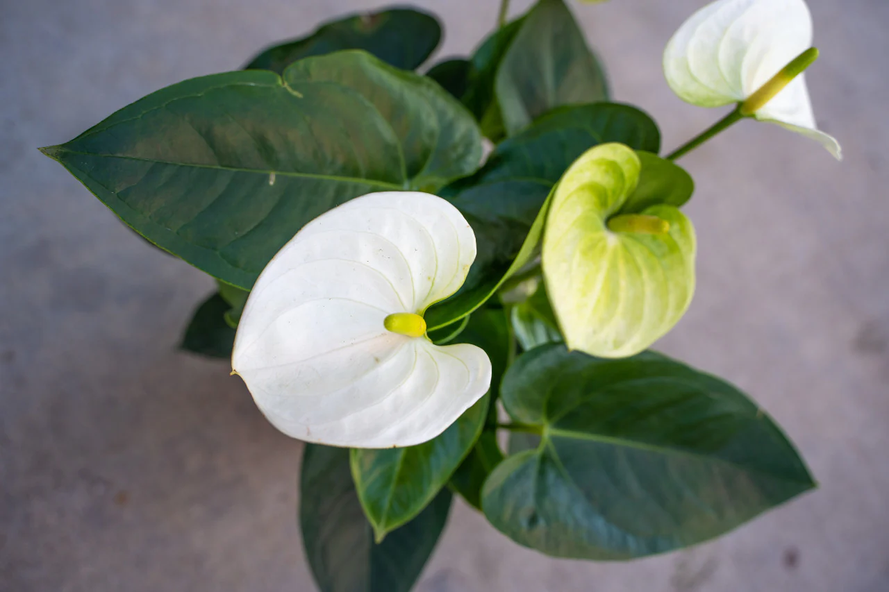 Sierra White Anthurium - Image 4