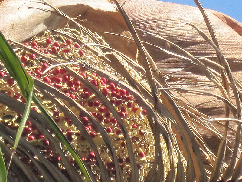 Bangalow King Palm - Image 3