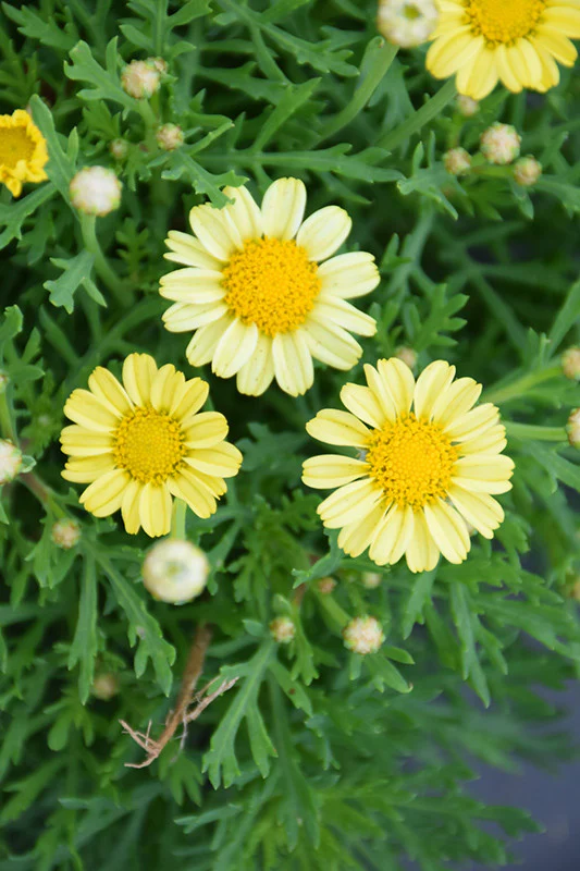 Argyranthemum - 4 inch - Image 3