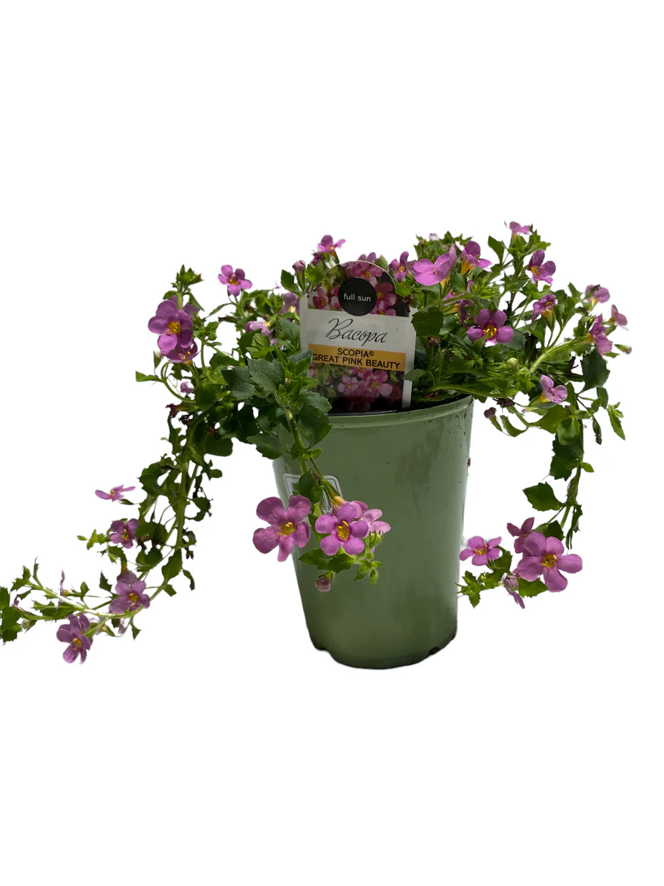 Bacopa - Image 3