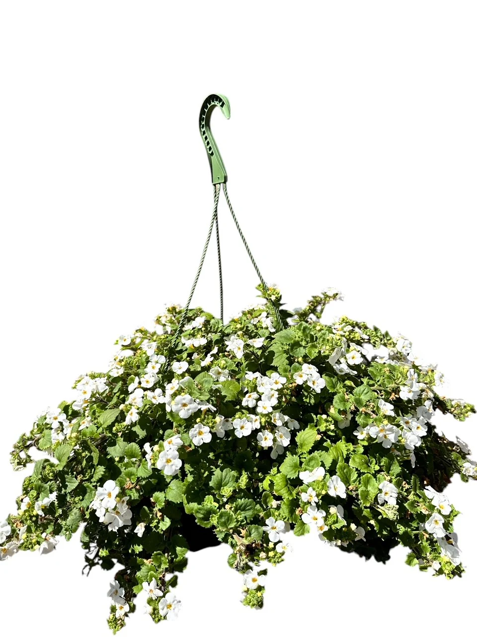 Bacopa - Image 4
