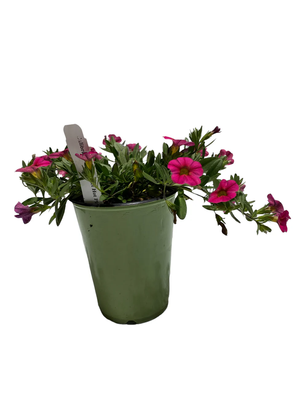 Calibrachoa - Image 3