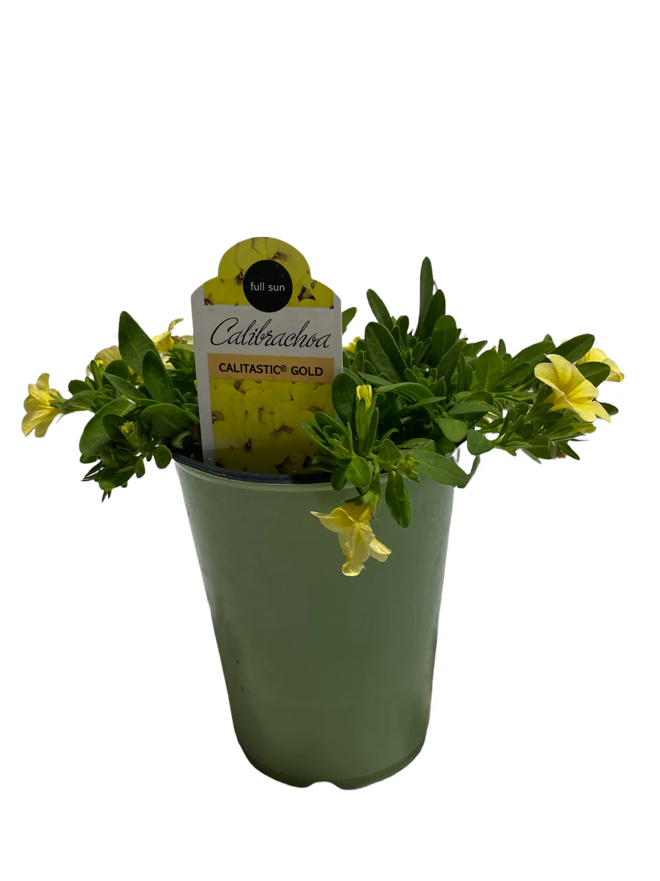 Calibrachoa - Image 4