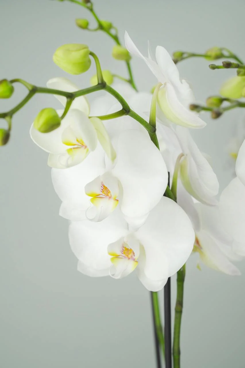 Casablanca Orchid Arrangement - Image 3