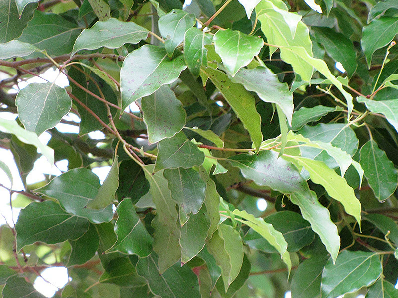 Camphor Tree - Image 3