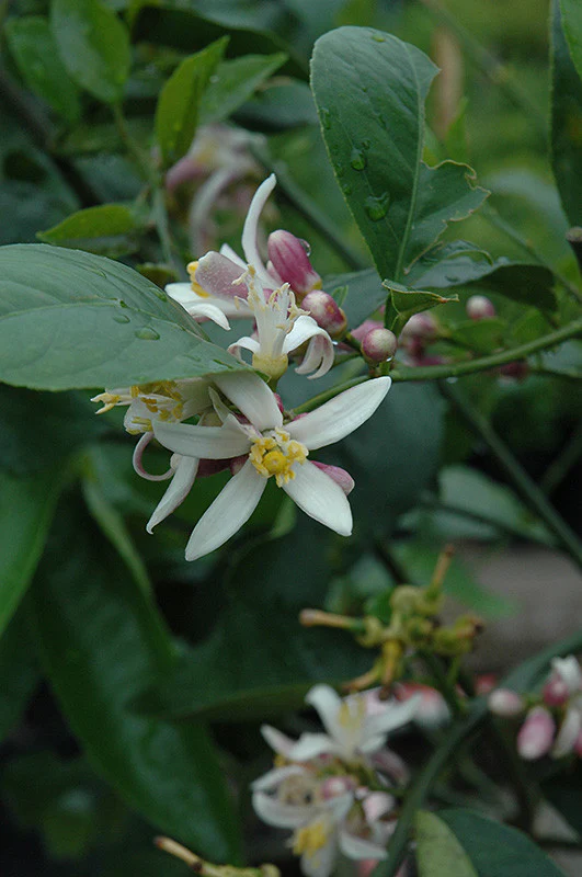 Improved Meyer Lemon Semi Dwarf - Image 3
