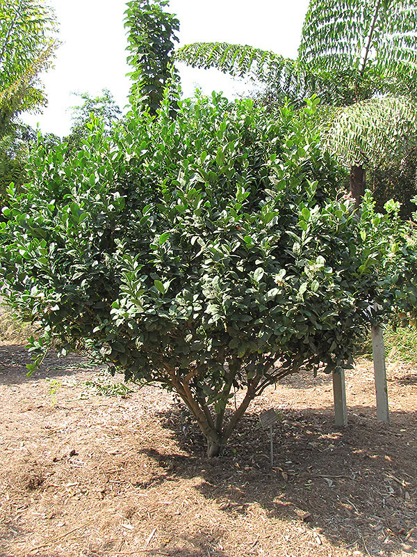 Bearss Seedless Lime Semi Dwarf - Image 3