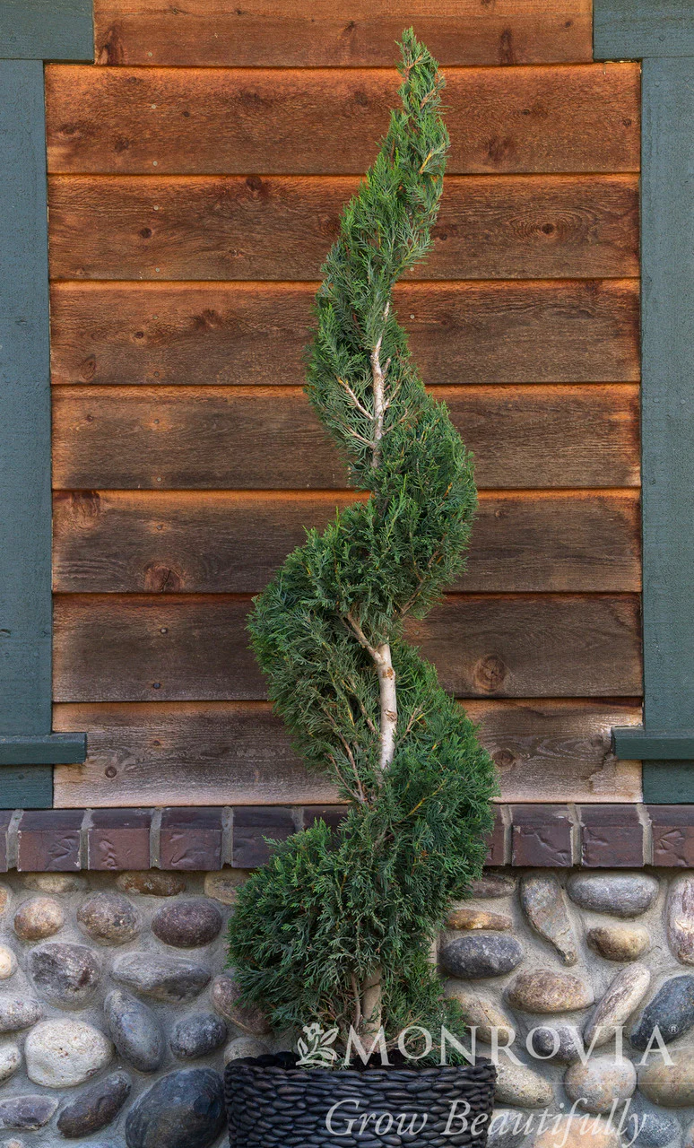 Emerald Isle® Leyland Cypress - Monrovia - Image 3
