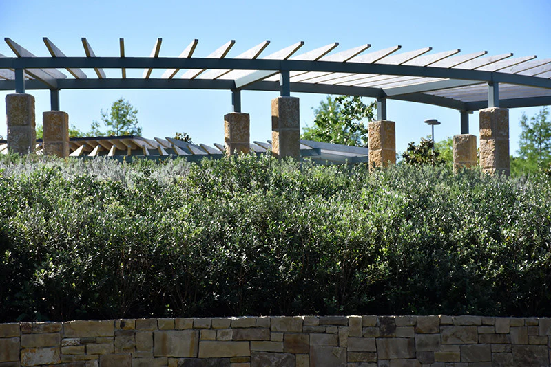 Pineapple Guava - Image 3