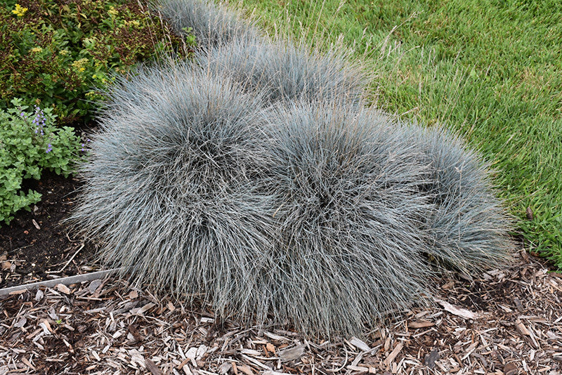 Elijah Blue Fescue - Image 3