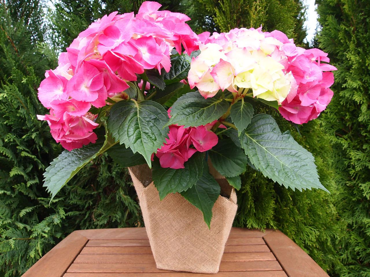Florist Hydrangea - Image 3