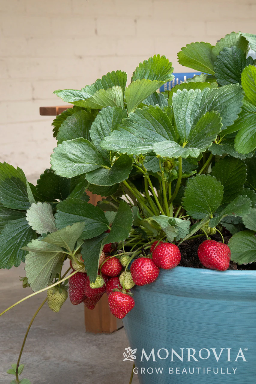 Seascape Strawberry - Monrovia - Image 3