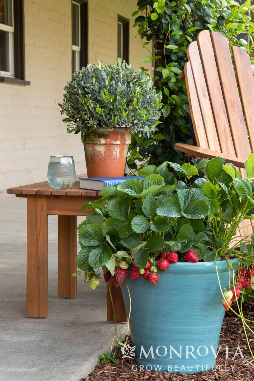 Seascape Strawberry - Monrovia - Image 4