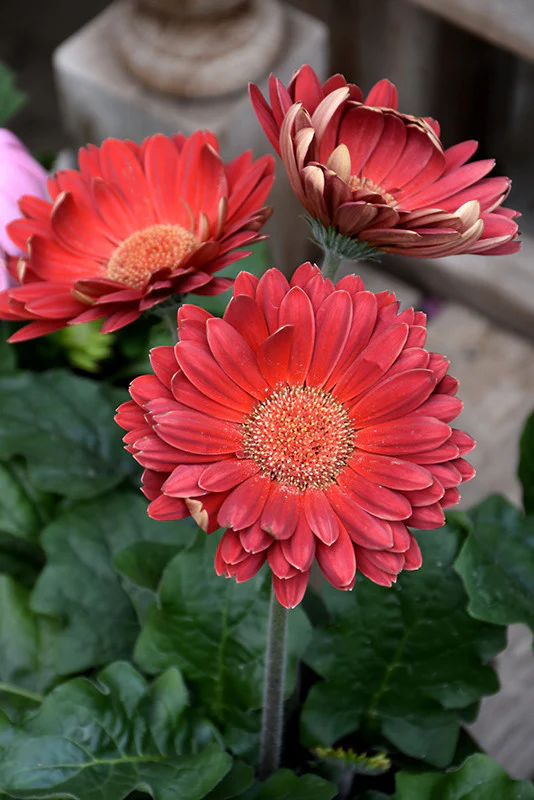 Gerbera Mix - 4 Inch - Image 4