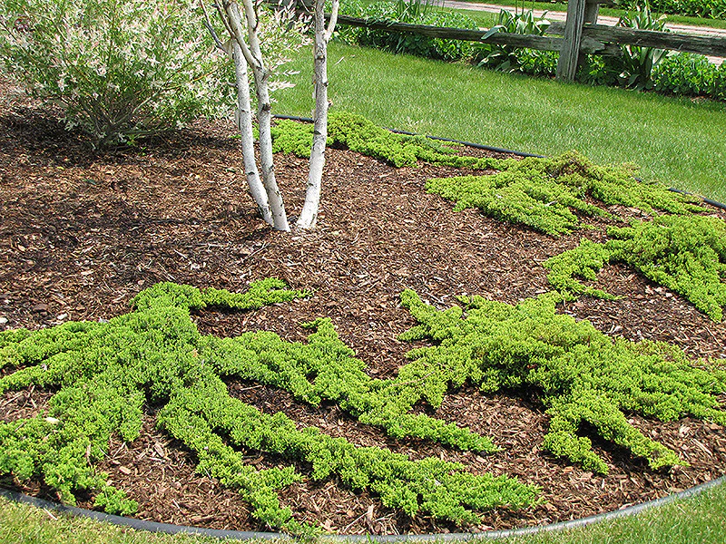 Dwarf Japanese Garden Juniper - Image 3