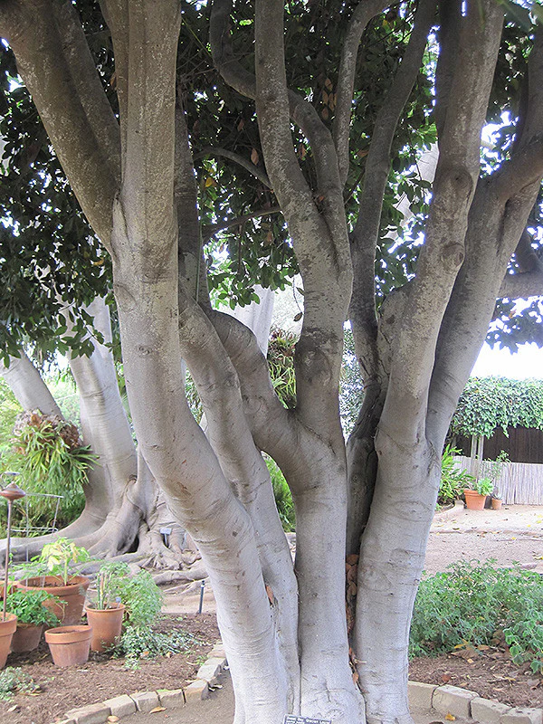 Bay Laurel - Image 3