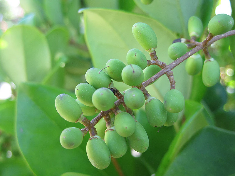 Texas Privet - Image 3