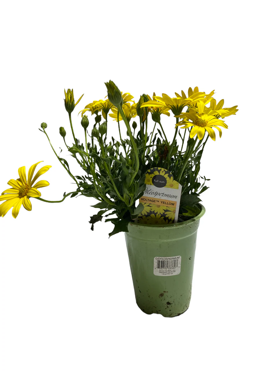 Osteospermum African Daisy - 4 inch - Image 3