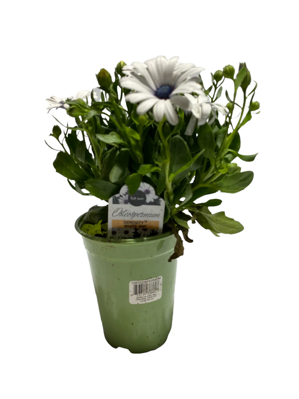 Osteospermum African Daisy - 4 inch - Image 4
