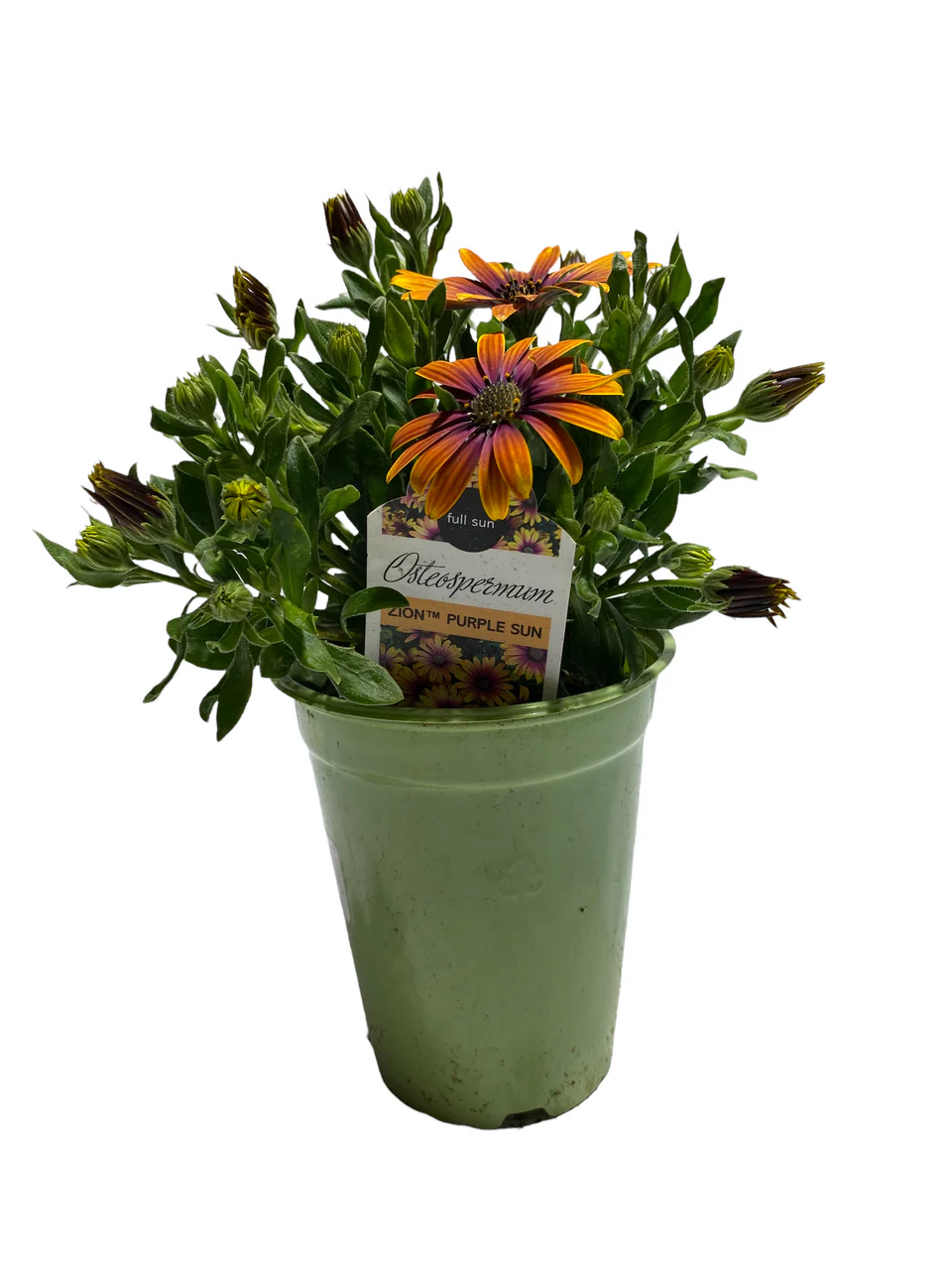Osteospermum African Daisy - 4 inch - Image 5