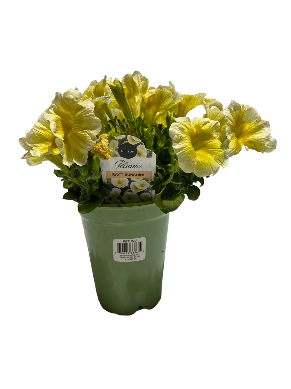 Specialty Petunia - 4 inch - Image 3