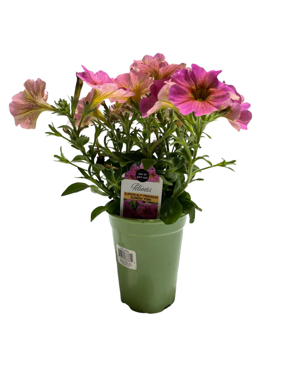 Specialty Petunia - 4 inch - Image 4