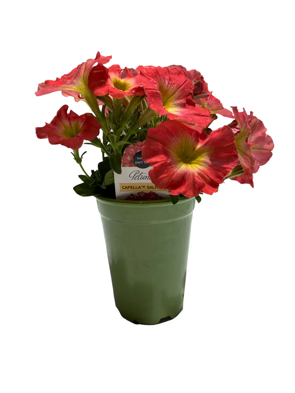 Specialty Petunia - 4 inch - Image 5