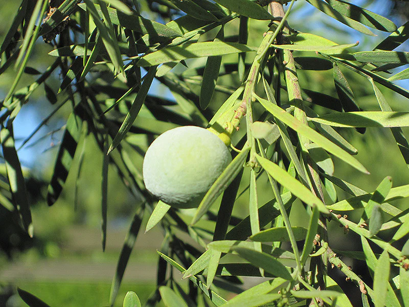 Fern Podocarpus - Image 3