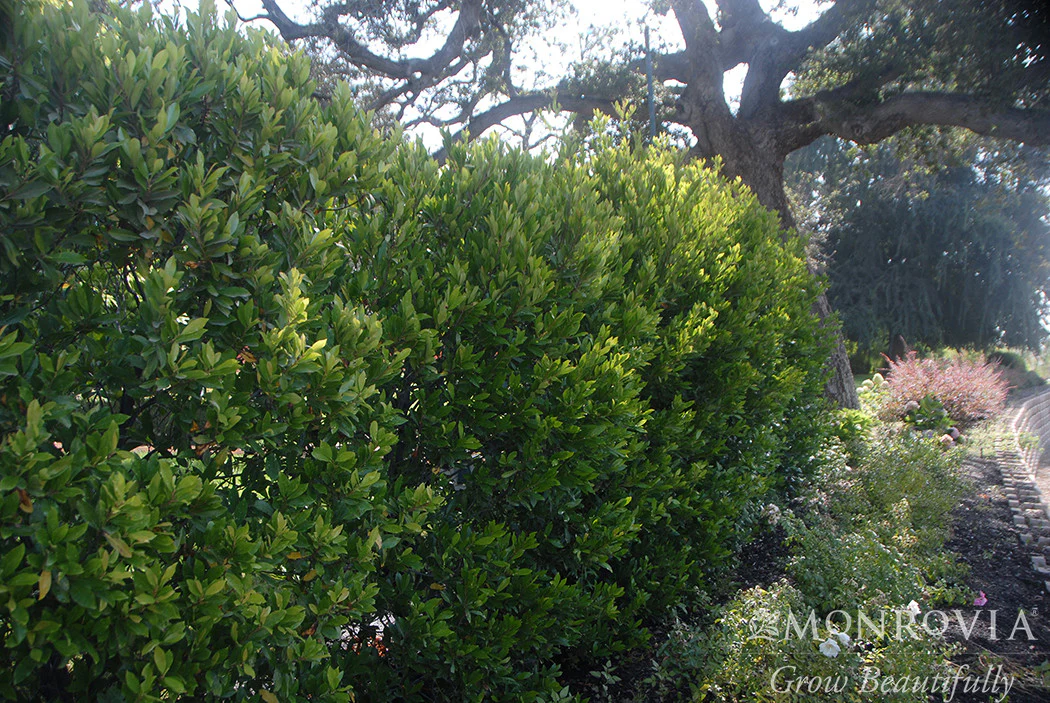 Bright 'N Tight Carolina Laurel - Monrovia - Image 3