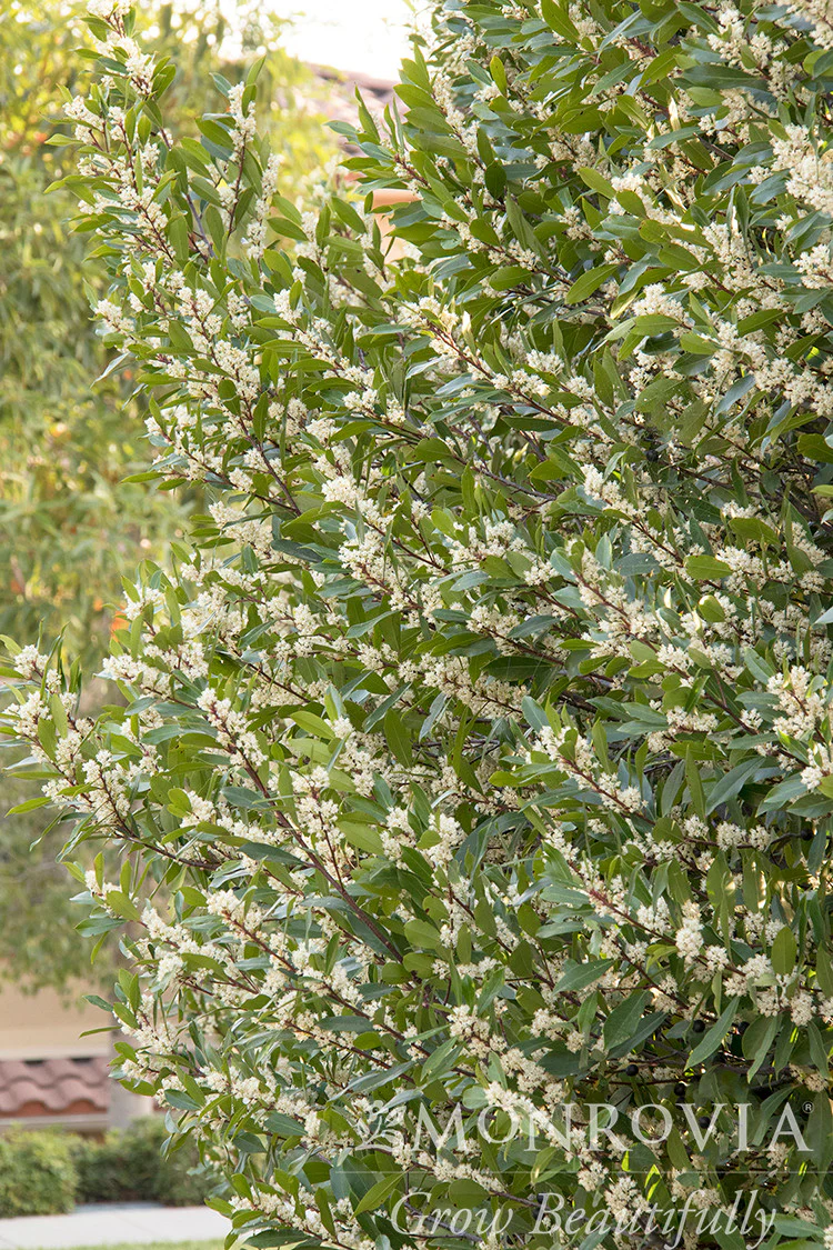 Bright 'N Tight Carolina Laurel - Monrovia - Image 4