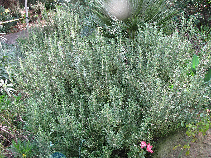 Tuscan Blue Rosemary - Image 3
