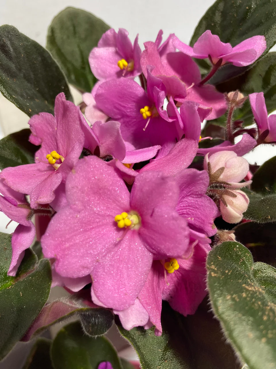 Saintpaulia African Violet with Pot Cover - Image 3