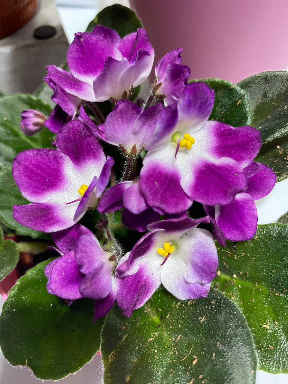 Saintpaulia African Violet with Pot Cover - Image 4