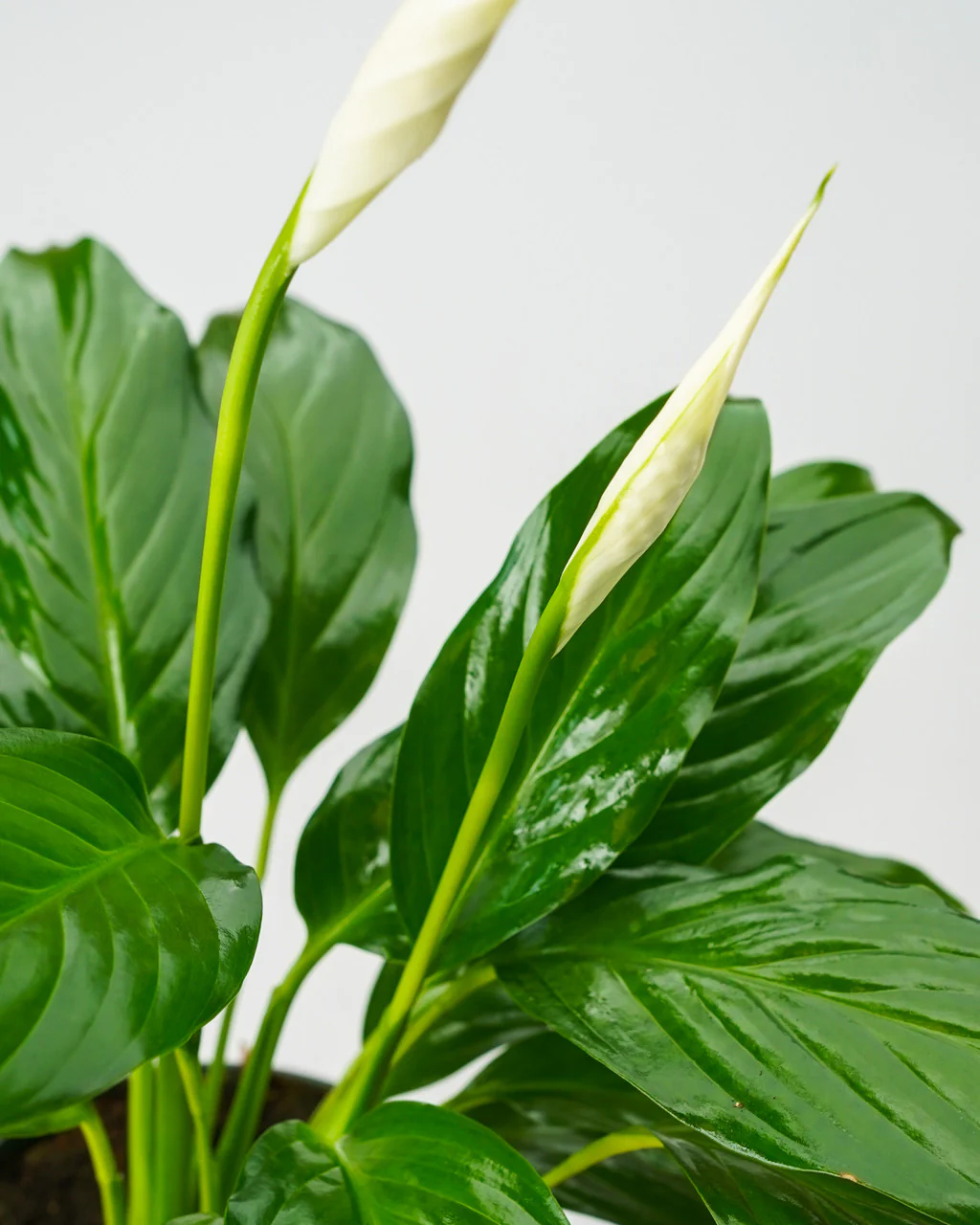 Peace Lily - Image 3