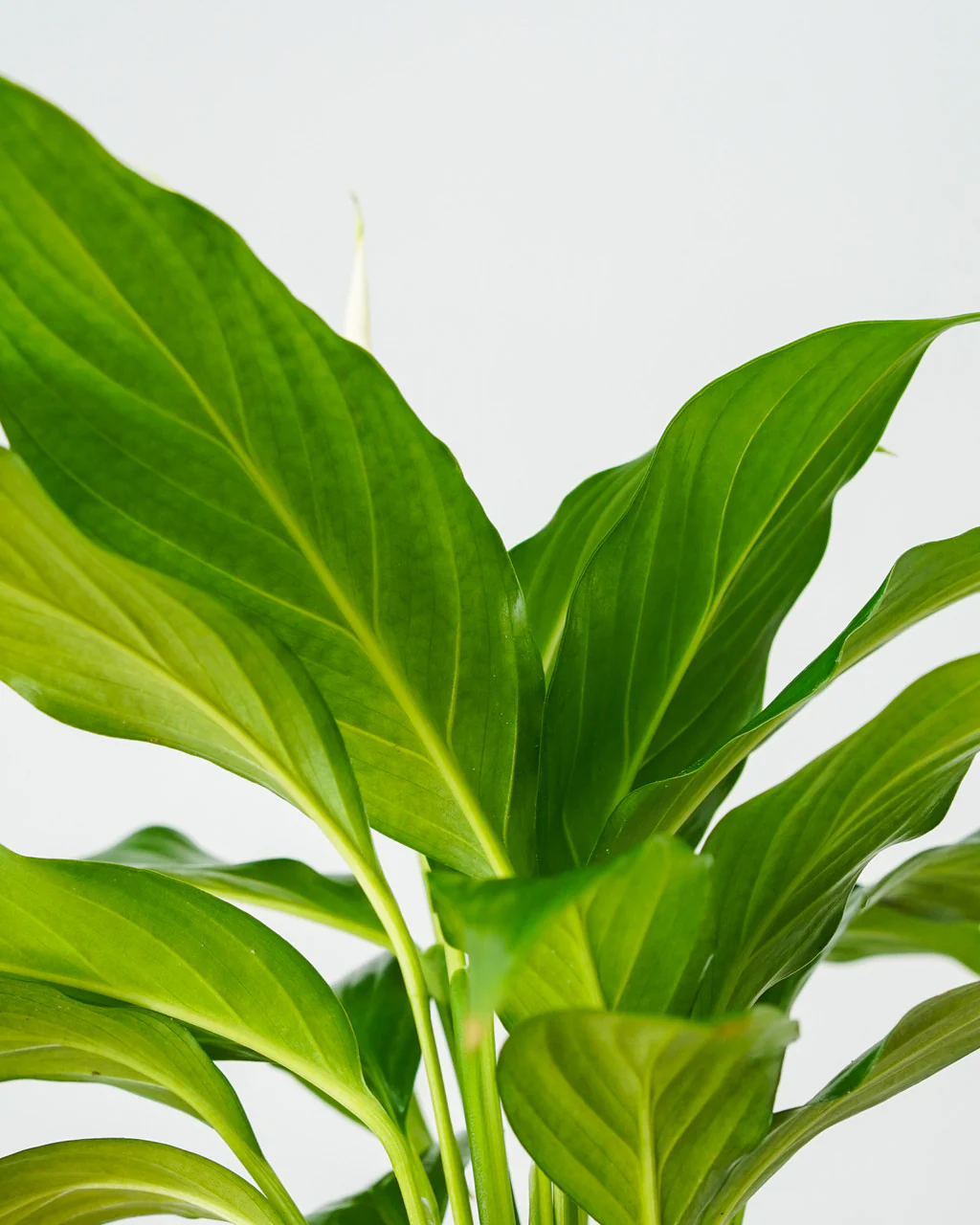Peace Lily - Image 4