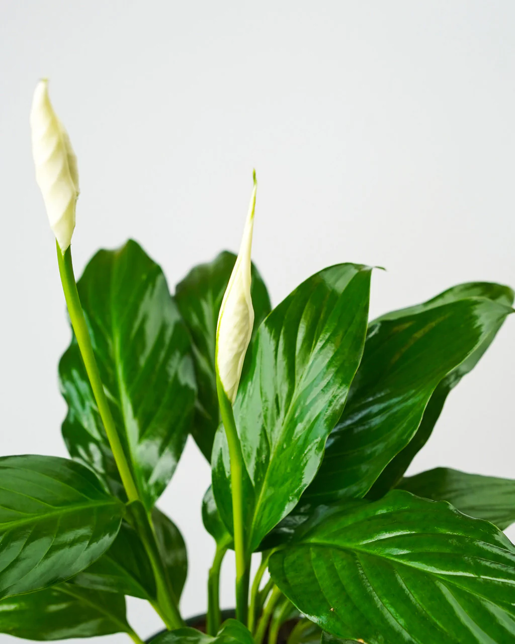 Peace Lily - Image 5
