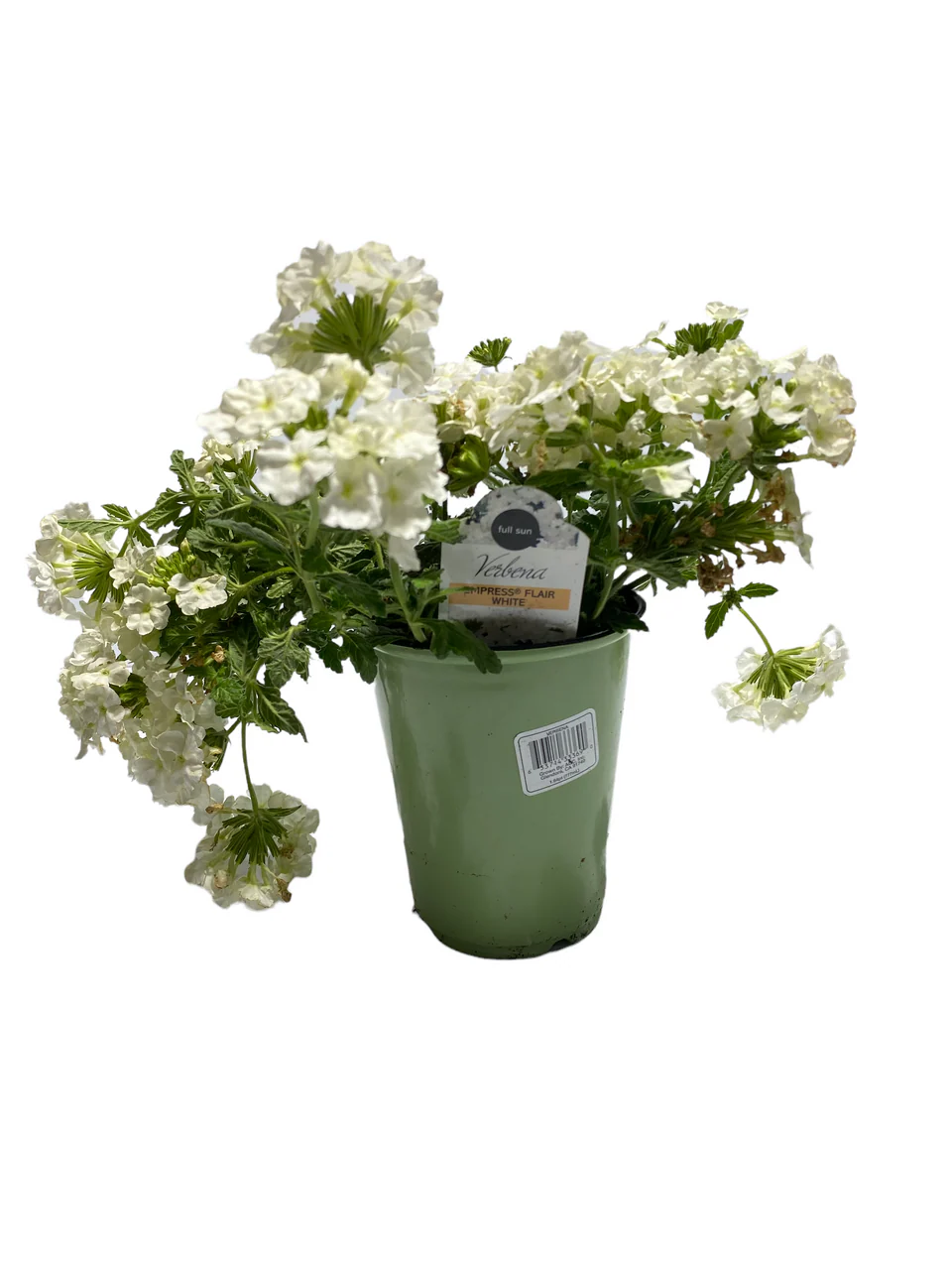 Verbena - 4 inch - Image 3