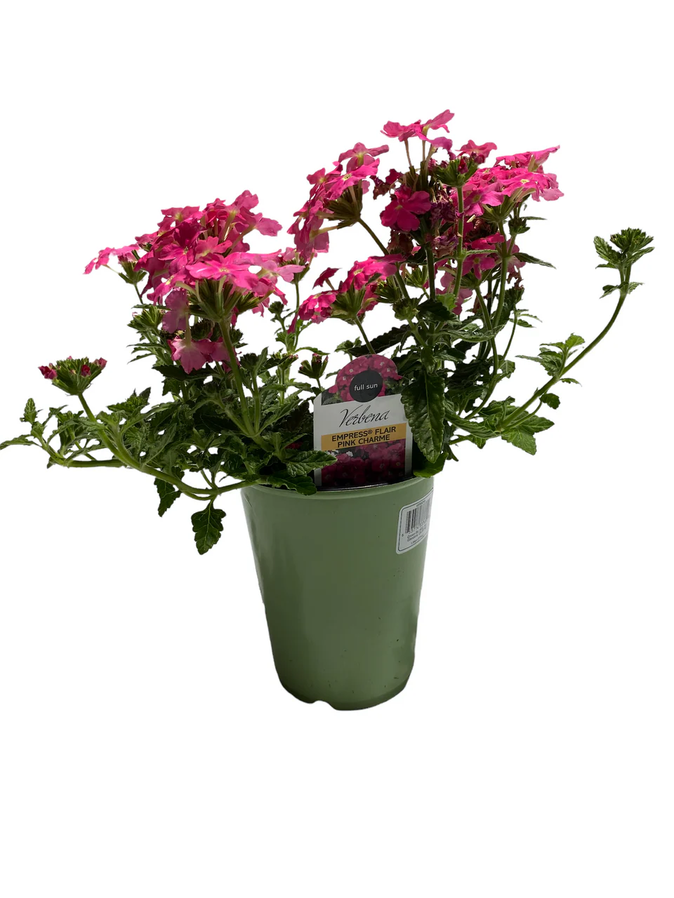 Verbena - 4 inch - Image 4