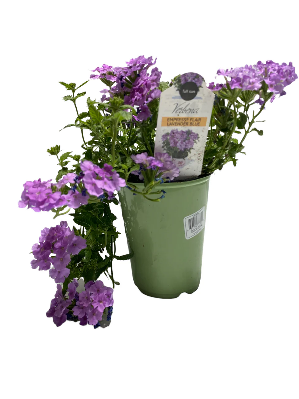 Verbena - 4 inch - Image 5
